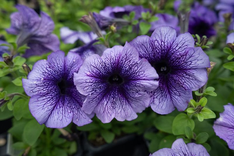 Never Let Petunias Sit In Standing Water Never Let Petunias Sit In Standing Water