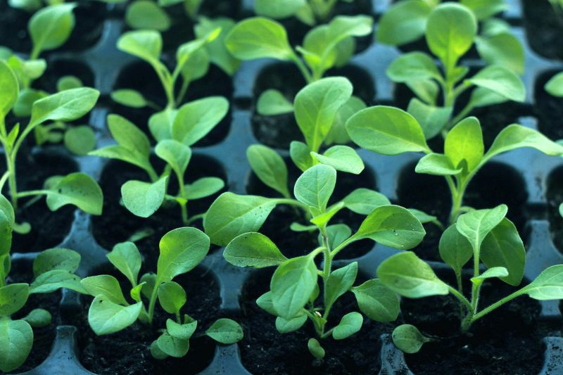 Never Overcrowd, Thin Seedlings To 9 To 12 Inches Apart