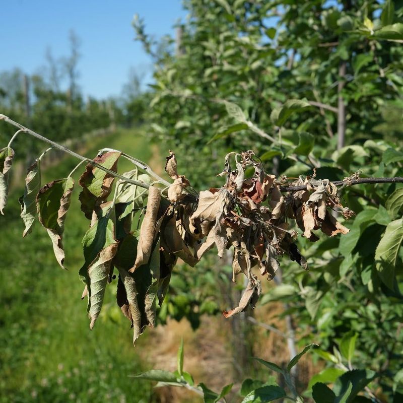 Never Prune Fire Blight When The Tree Is Wet Never Prune Fire Blight When The Tree Is Wet