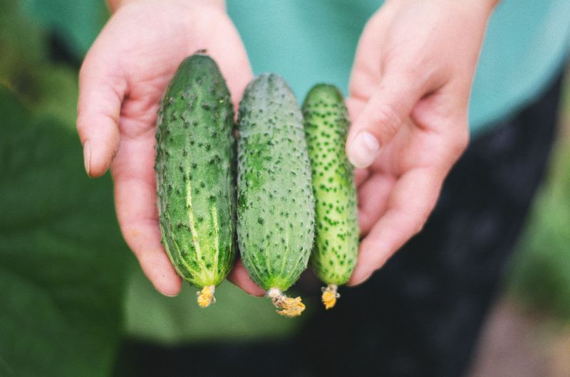Never Skip Disease-Resistant Varieties