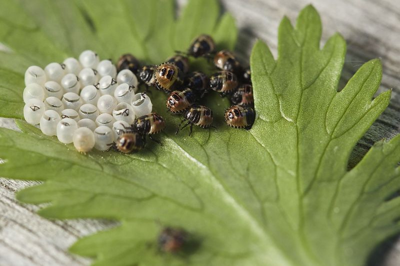 New Adults Are Hatching Right Now