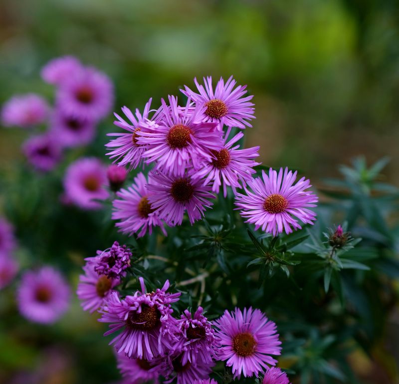 New England Aster New England Aster