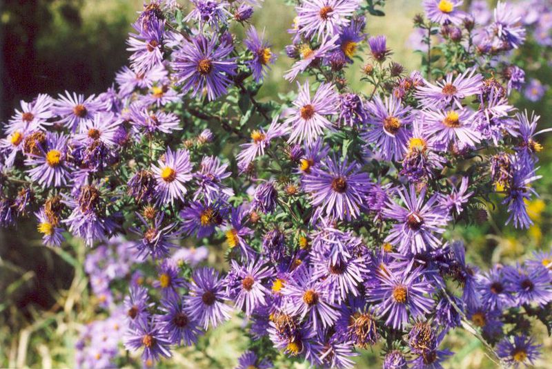 New England Aster Brings Late Color