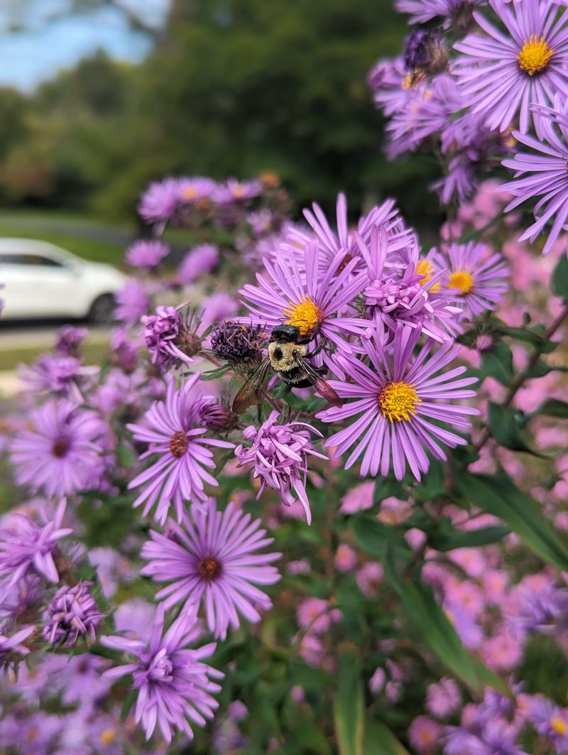 New England Aster Extends Late Color