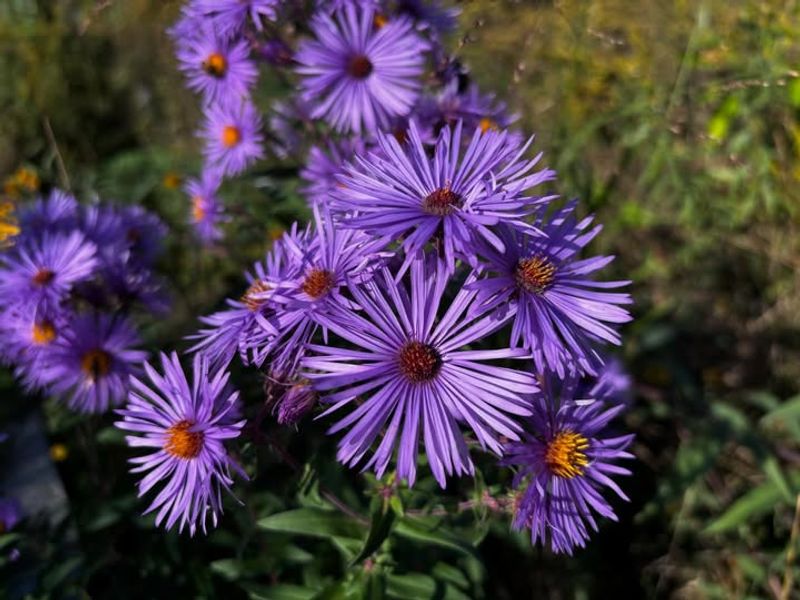 New England Aster Finishes Strong New England Aster Finishes Strong