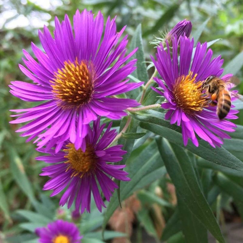 New England Aster Keeps Color Going New England Aster Keeps Color Going