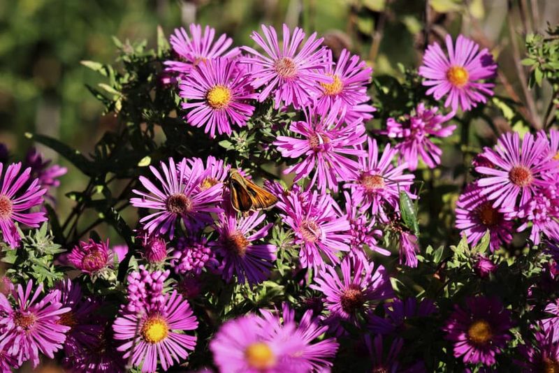 New England Aster Stays Fuller With Pruning