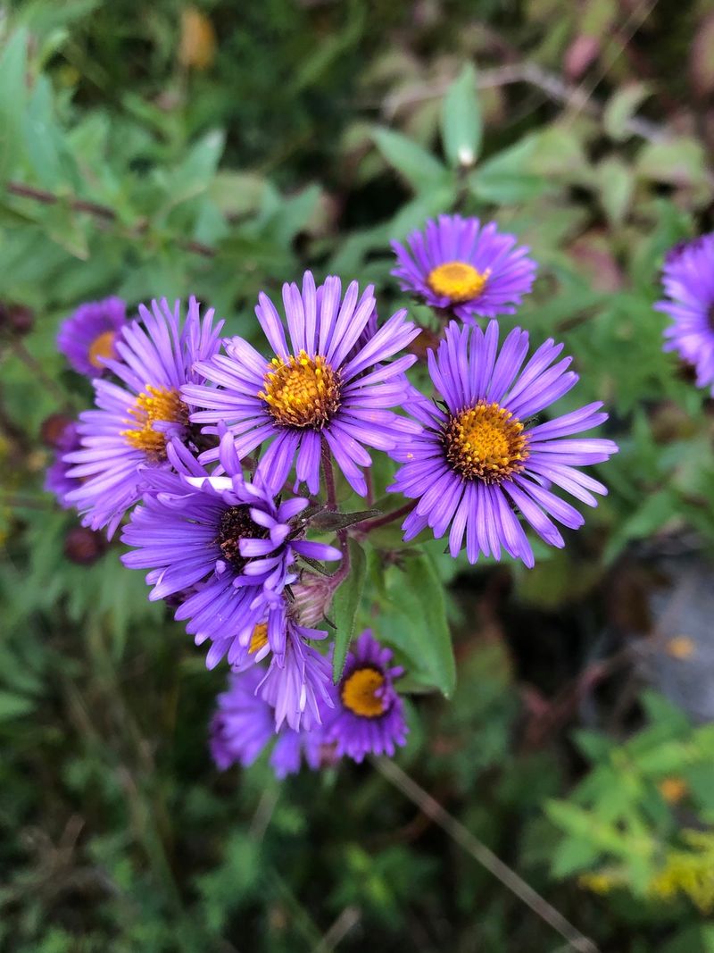 New England Aster (Symphyotrichum Novae-Angliae)