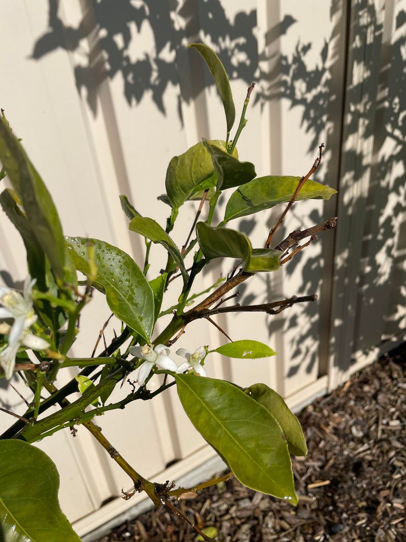 New Growth Can Look Weak, Pale, Or Limp