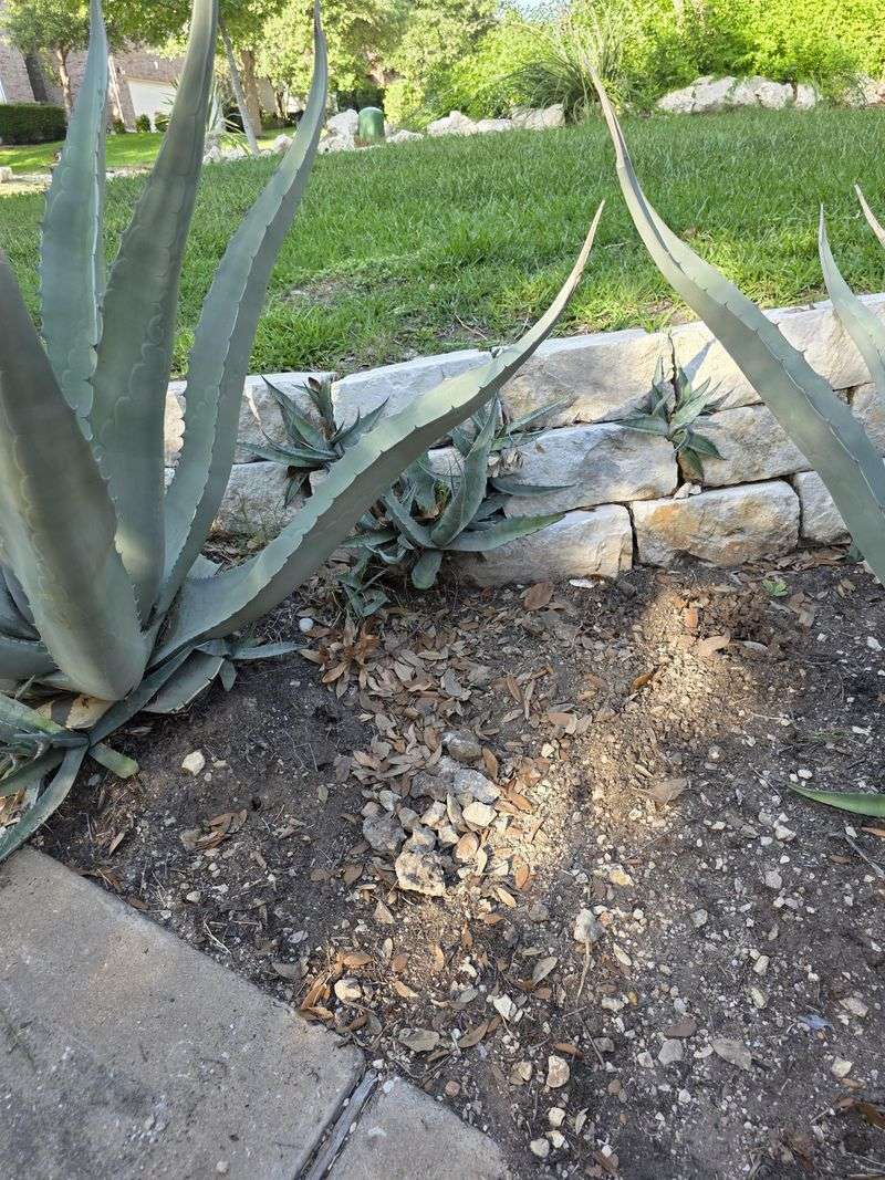 New Growth Looks Weak New Growth Looks Weak