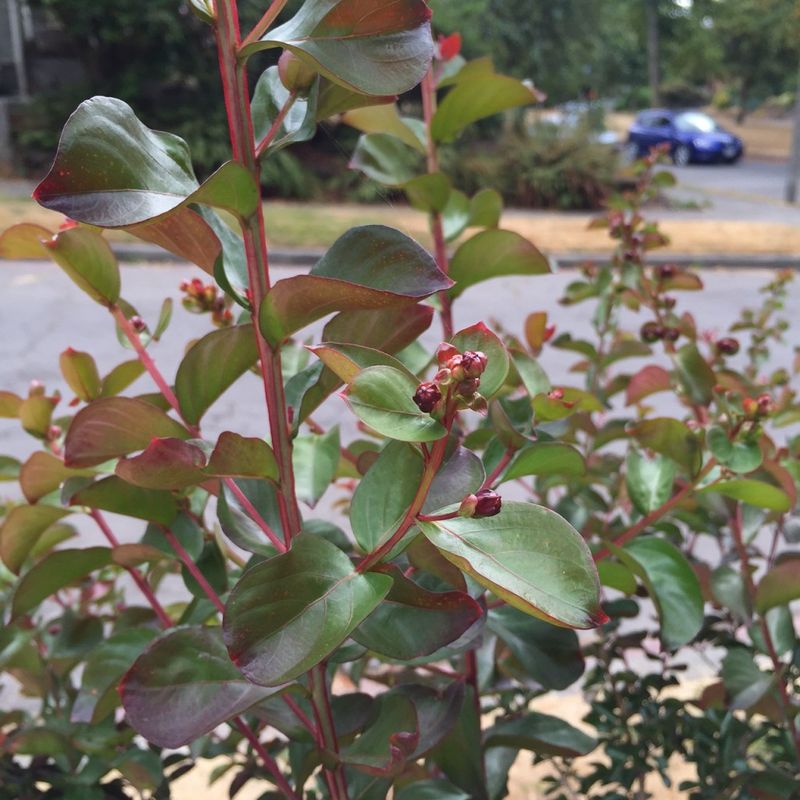 New Growth Plays A Key Role In Repeat Blooming New Growth Plays A Key Role In Repeat Blooming