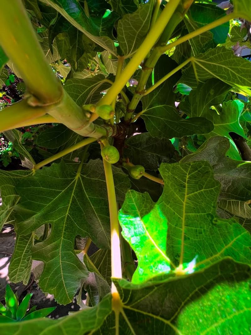 New Growth Shows That Trees Are Bouncing Back