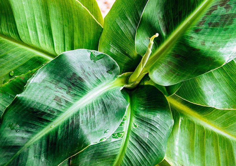 New Growth Tells You Whether The Plant Is Recovering