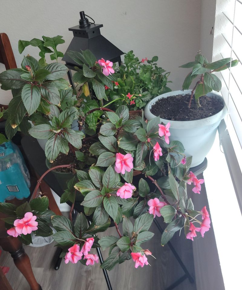 New Guinea Impatiens Handles Bright Shade