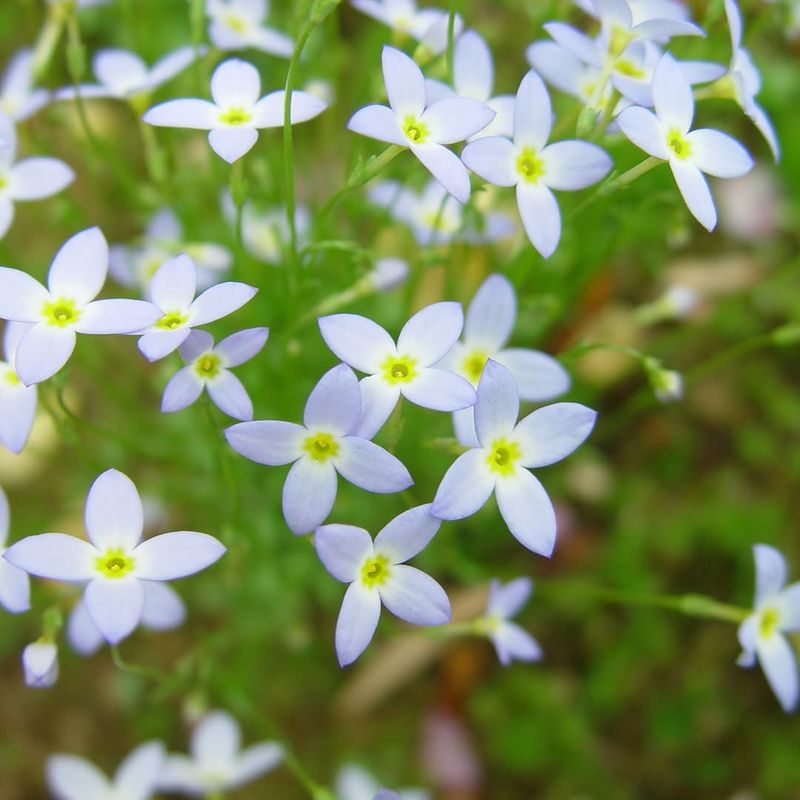 New Hampshire Gardeners Are Giving Bluets A Pass