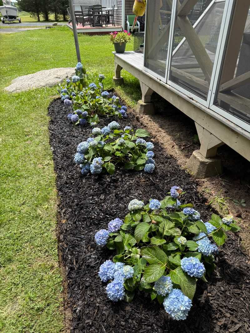 New Hydrangeas Need Extra Summer Water