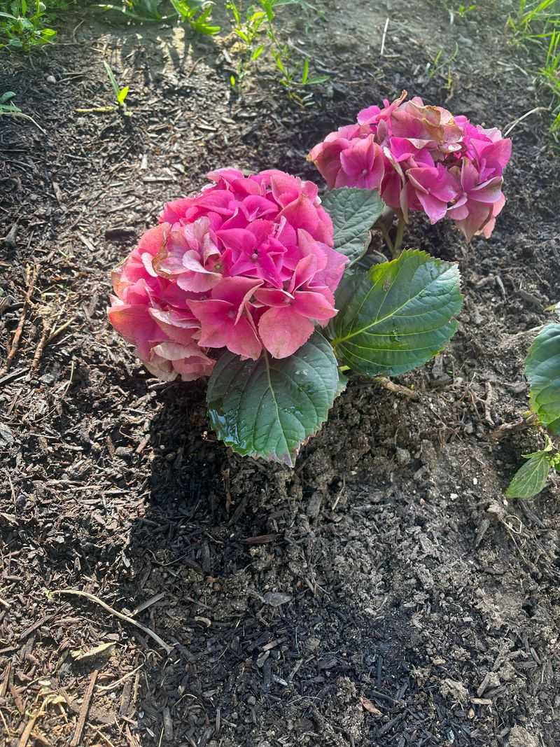 New Hydrangeas Need More Frequent Checks