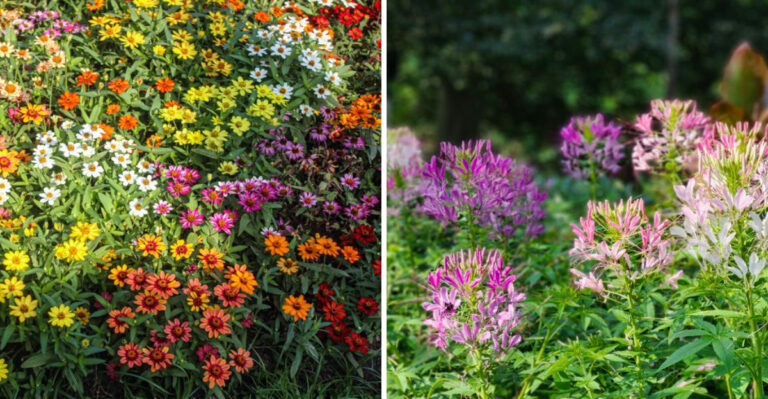 New Jersey Gardeners Can Plant These 8 Flowers Now And See Blooms By September