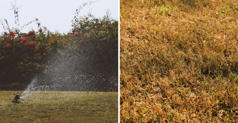 New Jersey Homeowners Should Avoid These 8 Lawn Mistakes During Drought