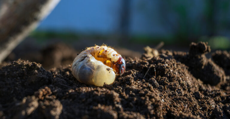 New Jersey Lawn Pests That Hide Behind Drought Damage And How To Tell Them Apart
