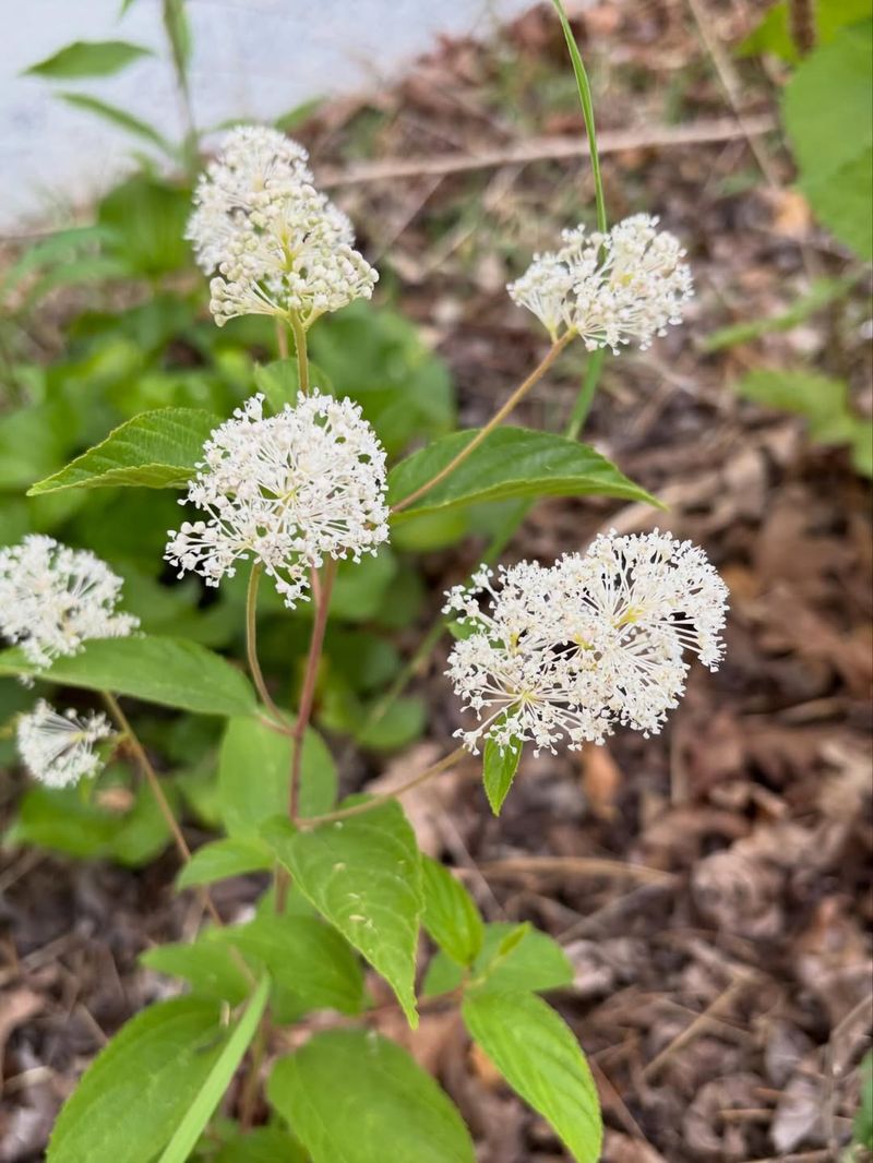 New Jersey Tea Bears Rounded Clusters Of White Flowers New Jersey Tea Bears Rounded Clusters Of White Flowers