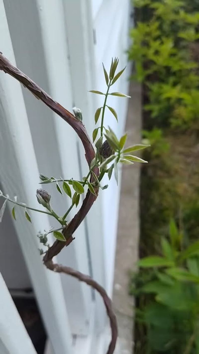 New Shoots Can Quickly Climb Trees And Shrubs