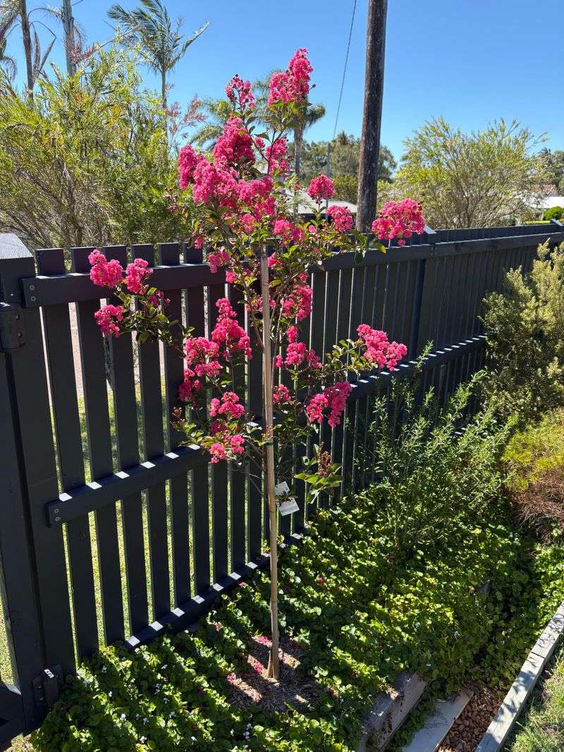 New Side Shoots Often Form Below The Cut