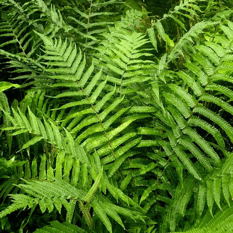 New York Fern Fills Moist Shaded Spaces New York Fern Fills Moist Shaded Spaces