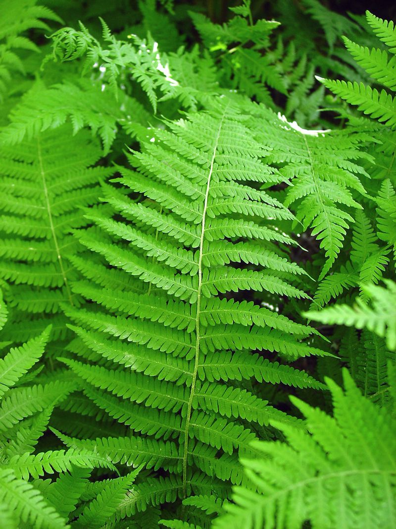 New York Fern Spreads Through Moist Shade New York Fern Spreads Through Moist Shade