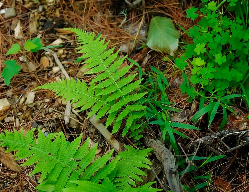 New York Fern Spreads Through Moist Shade