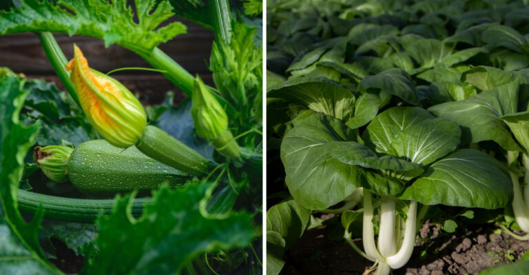 New York Gardeners Are Planting These 8 Crops Now For A Heavy Fall Harvest