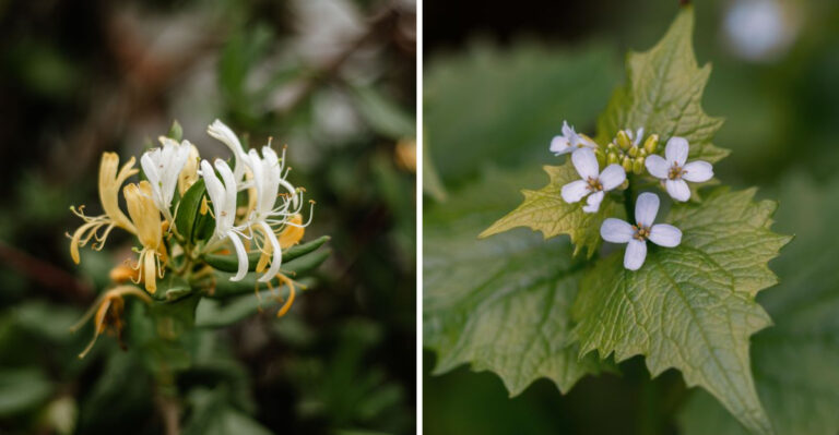 New York Plants That Can Make Your Yard Less Firefly-Friendly, And What To Grow Instead