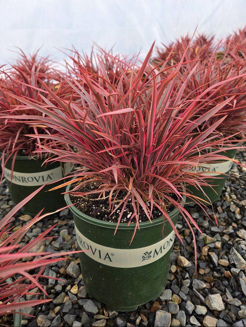New Zealand Flax Gives Structure Without Constant Cleanup New Zealand Flax Gives Structure Without Constant Cleanup