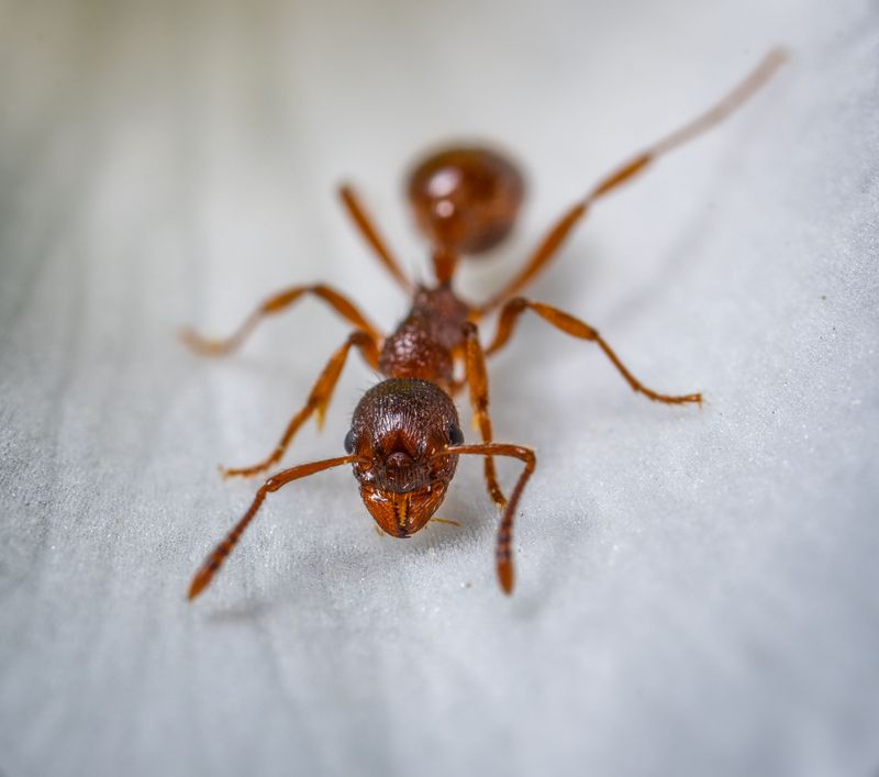 Newly Mated Queens Repeatedly Recolonize Yards
