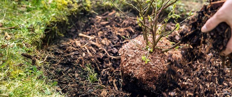 Newly Planted Shrubs Need Protection Right Away