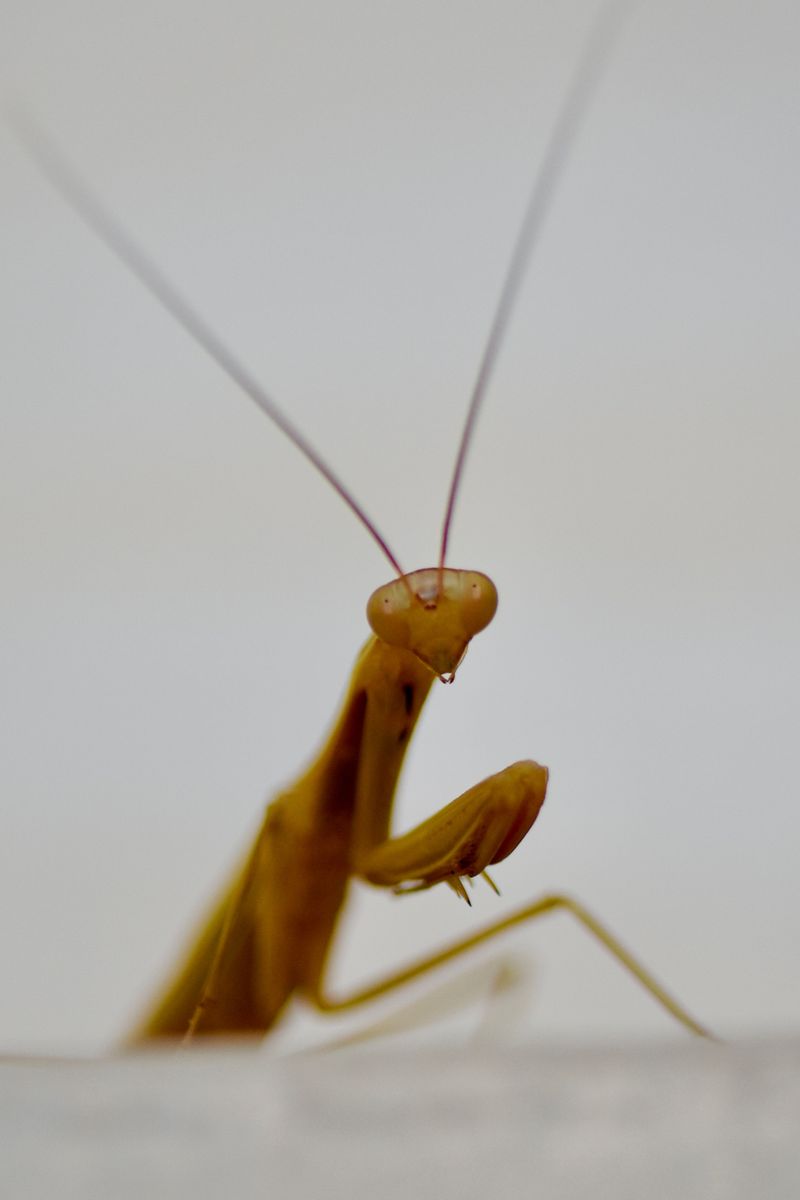 Next Spring's Pest Control Is Already Secured