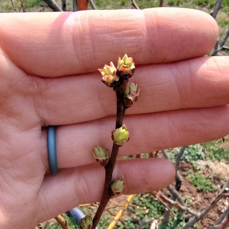 Next Year's Flower Buds Form On This Year's Growth