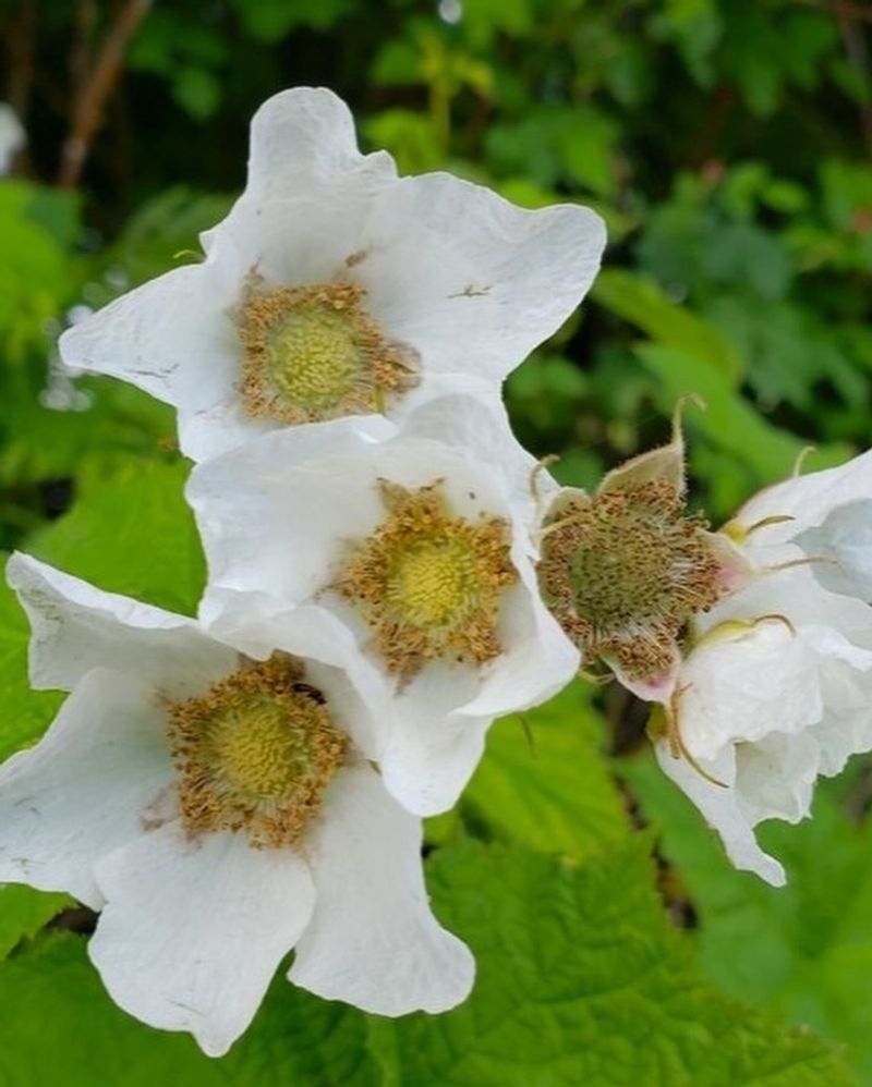 Night Blooming Flowers May Be Drawing Moths In
