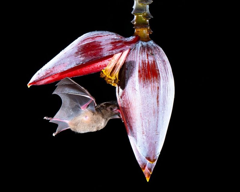 Night-Blooming Plants Can Support The Insects Bats Hunt Night-Blooming Plants Can Support The Insects Bats Hunt