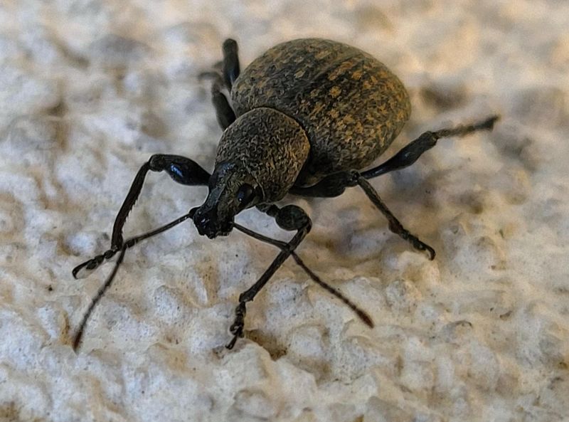 Night Checks Reveal Adult Weevils