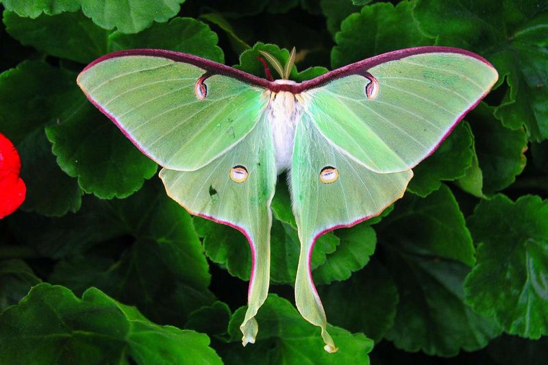 Night Lighting Can Keep Luna Moths Away