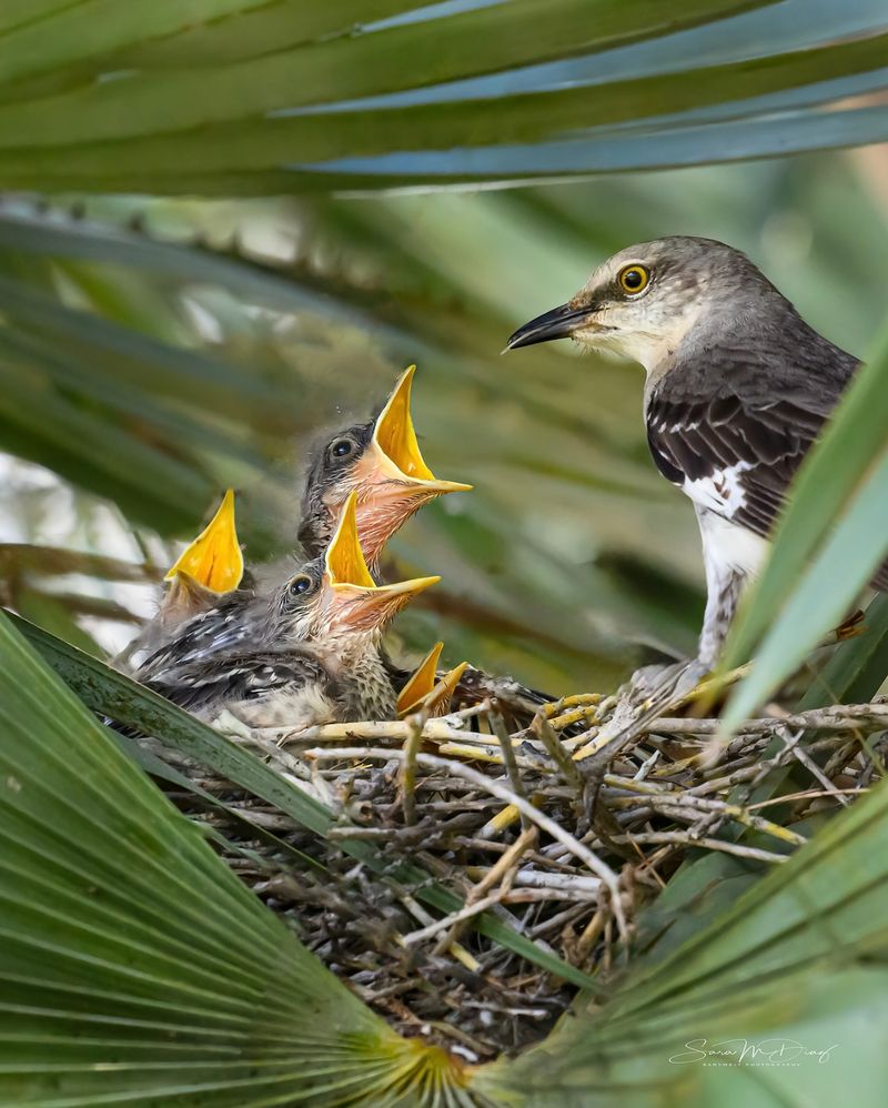 Night Singing Can Mean Breeding Season Energy Night Singing Can Mean Breeding Season Energy