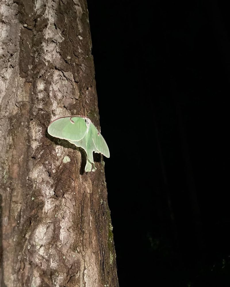 Nighttime Darkness Makes This Green Visitor Easier To Find