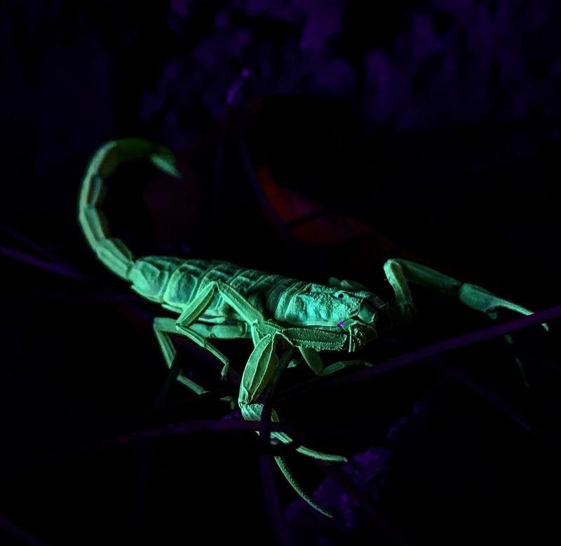 Nighttime Watering Keeps Soil Wet During Peak Scorpion Activity Hours Nighttime Watering Keeps Soil Wet During Peak Scorpion Activity Hours