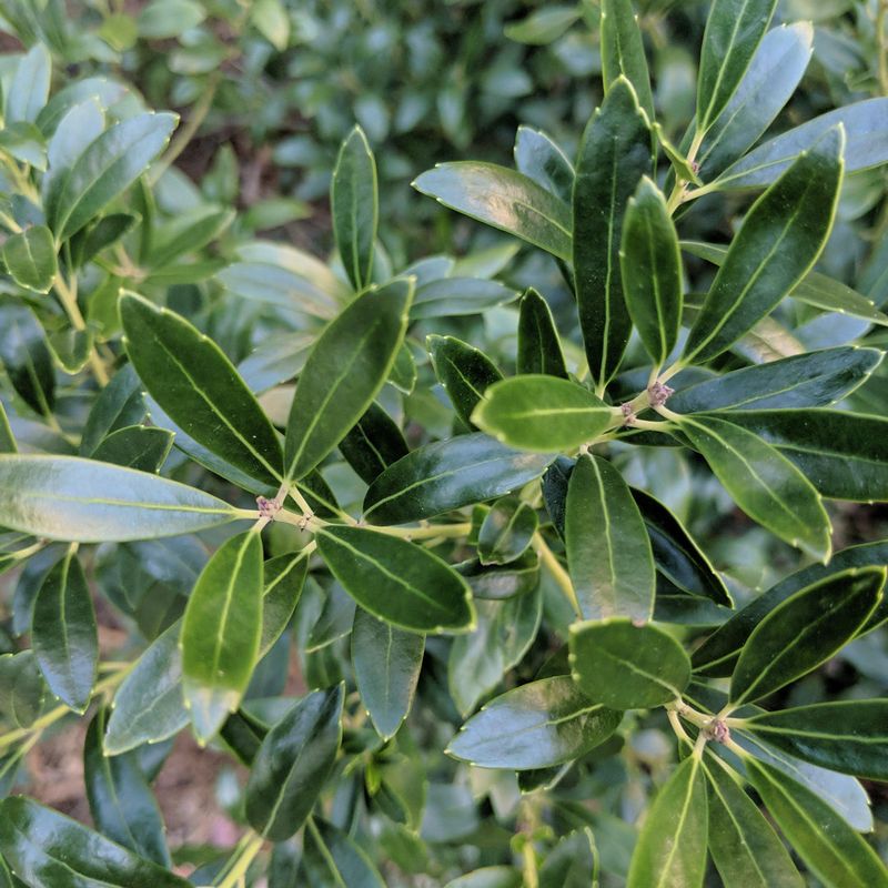 Nigra Inkberry Adds Native Evergreen Cover