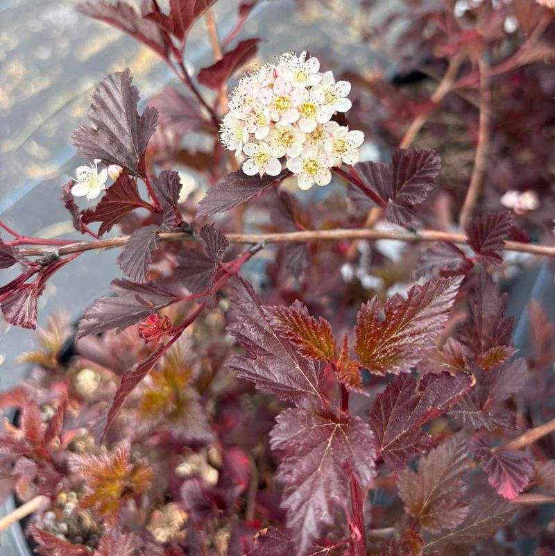 Ninebark