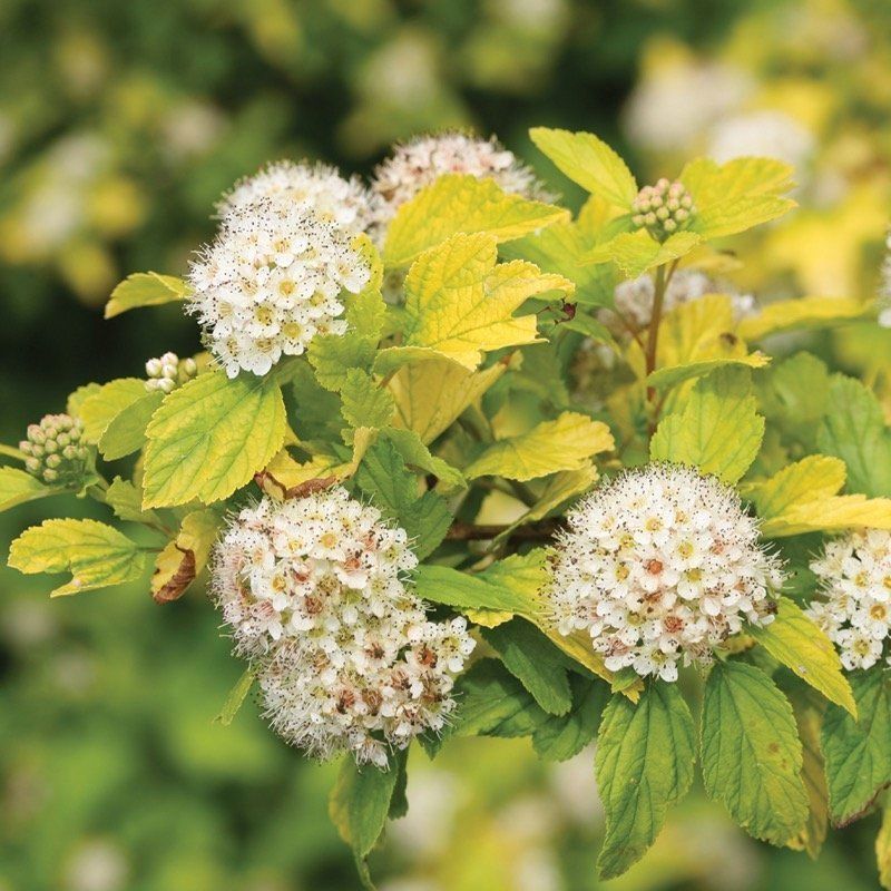 Ninebark