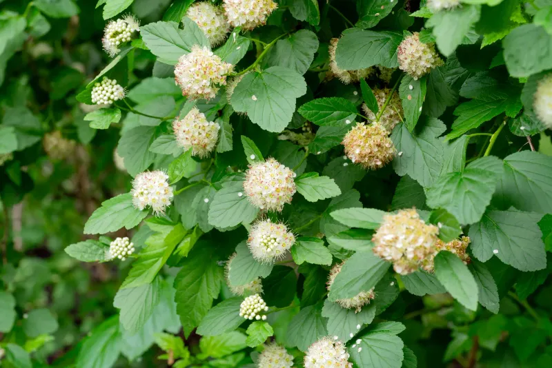 Ninebark Adds Tough Shrubby Structure