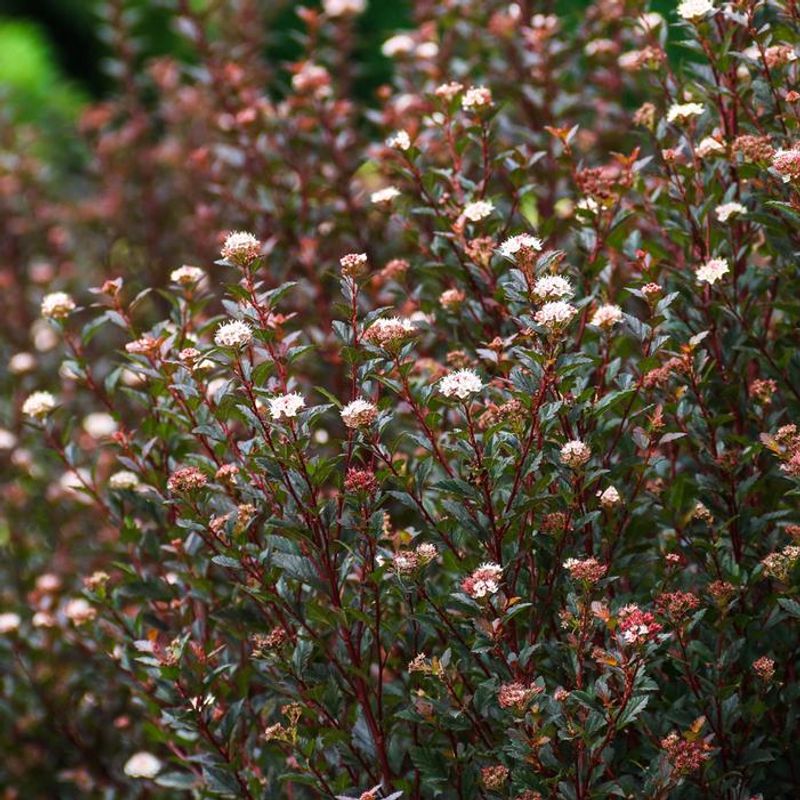 Ninebark Adds Tough Structure With Flowers And Bark Texture