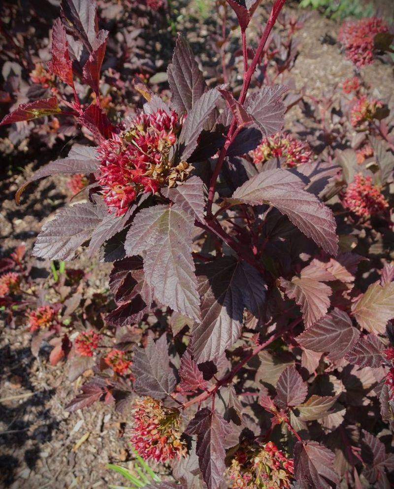 Ninebark Brings Colorful Foliage And Tougher Roots